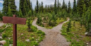 hiking trail through pine forest